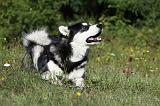 ALASKAN MALAMUTE 370
